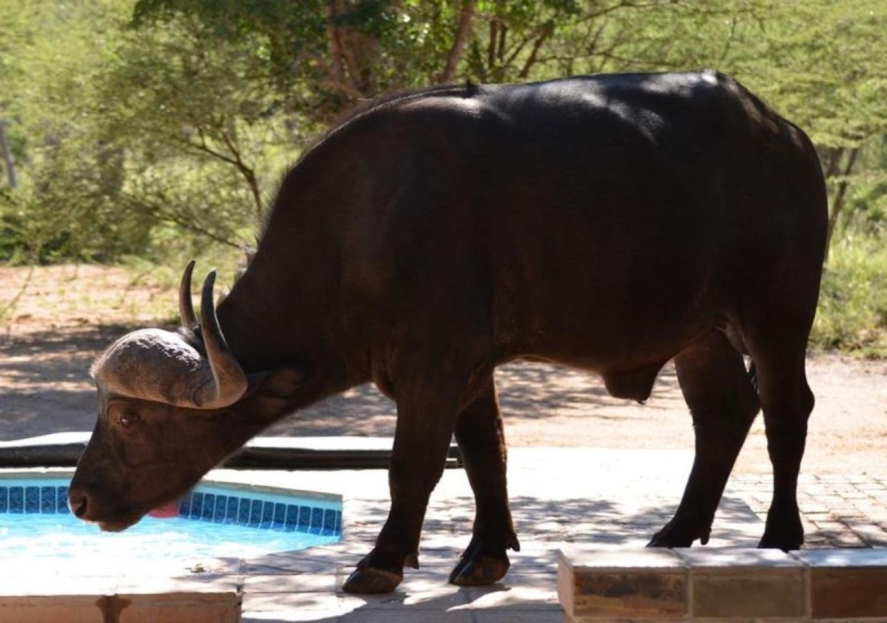 Twiga Lodge Mabalingwe Bela-Bela Eksteriør bilde