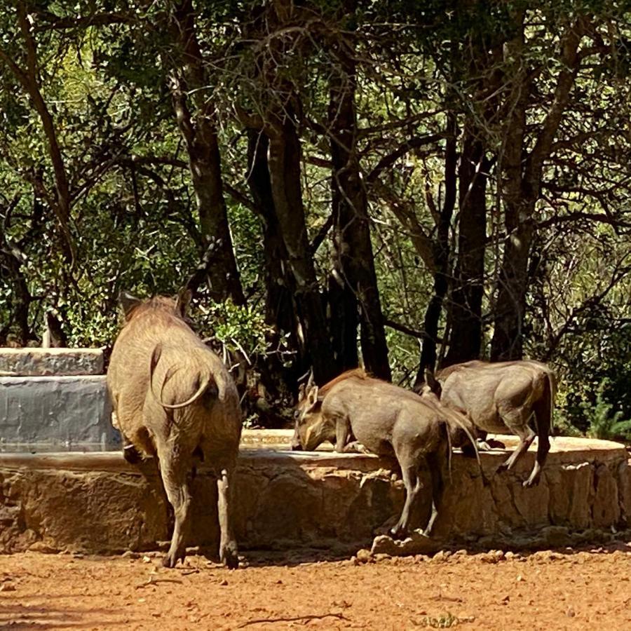 Twiga Lodge Mabalingwe Bela-Bela Eksteriør bilde